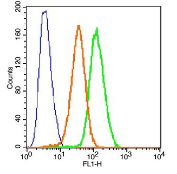 TNFR1 antibody