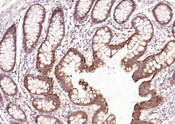 TM4SF3 antibody