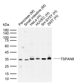 TM4SF3 antibody