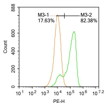 TMS1 antibody