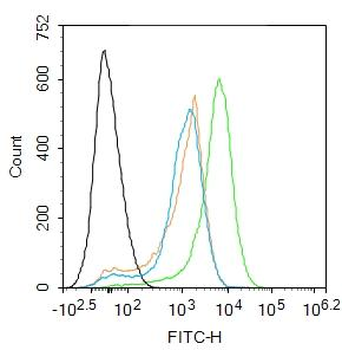 TMS1 antibody