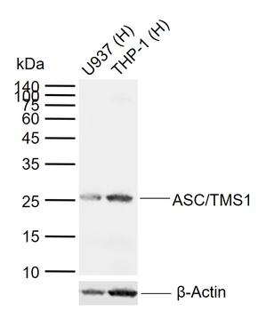 TMS1 antibody