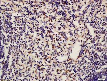 TMS1 antibody