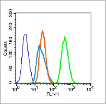 ACTA2 antibody