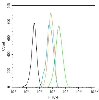 ACTA2 antibody