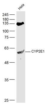 CYP2E1 antibody