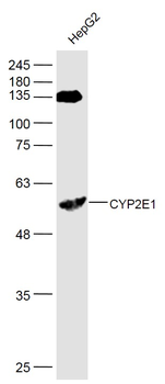 CYP2E1 antibody