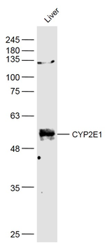 CYP2E1 antibody