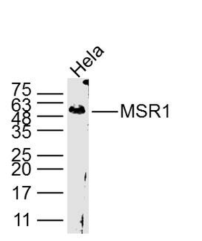 MSR1 antibody