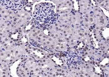 AEBP1 antibody