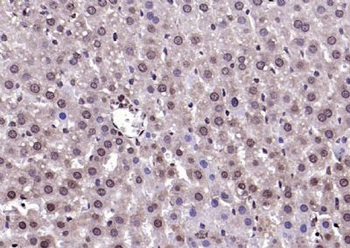 AEBP1 antibody