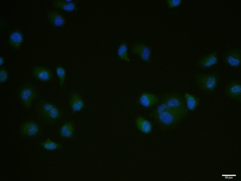 BCL2 antibody