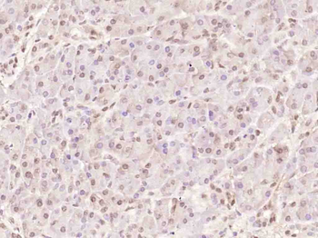 BCL2 antibody