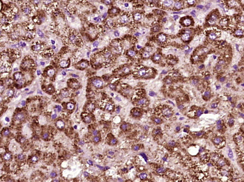 Angiopoietin 1 antibody