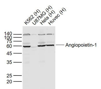 Angiopoietin 1 antibody