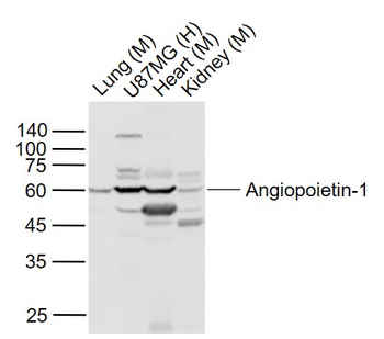 Angiopoietin 1 antibody