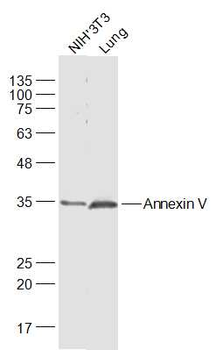 Annexin V antibody