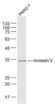 Annexin V antibody