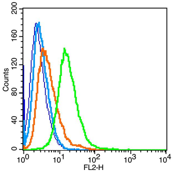 MMP-2 antibody