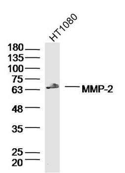 MMP-2 antibody