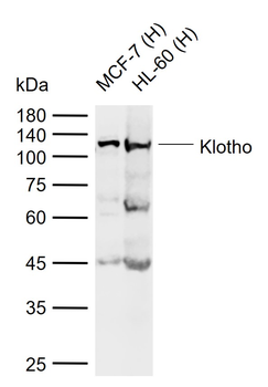 Klotho antibody