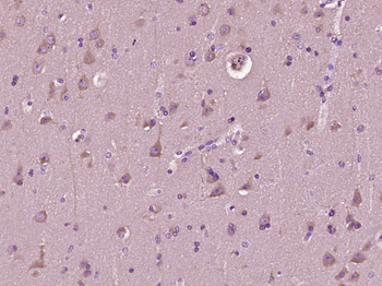 Neural Lineage Markers Assembly kit antibody