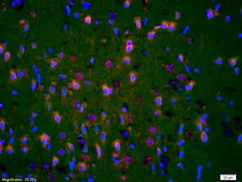 Neural Lineage Markers Assembly kit antibody