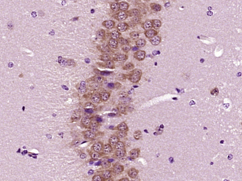 Neural Lineage Markers Assembly kit antibody