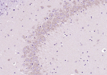 APAF1 antibody