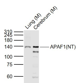 APAF1 antibody