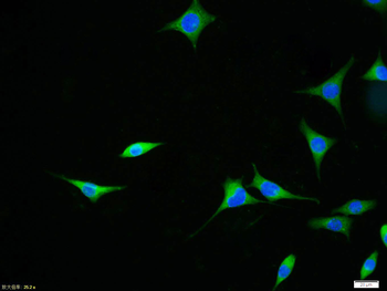 APAF1 antibody