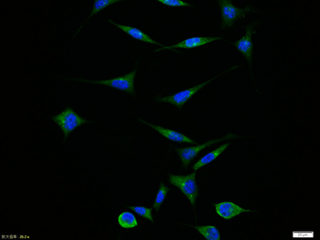 APAF1 antibody