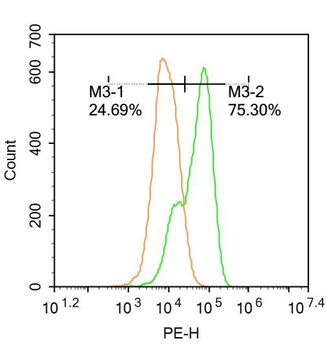 APAF1 antibody