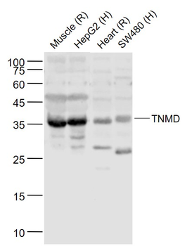 TNMD antibody