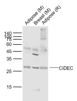 CIDEC antibody