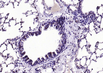 EIF4B antibody