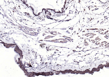 EIF4B antibody