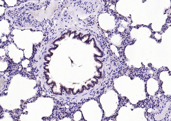 EIF4B antibody