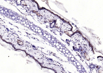 EIF4B antibody