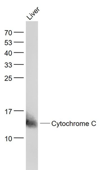 Apoptosis Research Assembly kit antibody