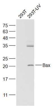 Apoptosis Research Assembly kit antibody