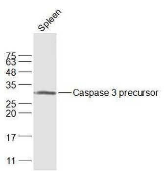 Apoptosis Research Assembly kit antibody