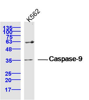 Apoptosis Research Assembly kit antibody