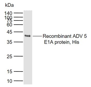 Adenovirus 5 E1A antibody
