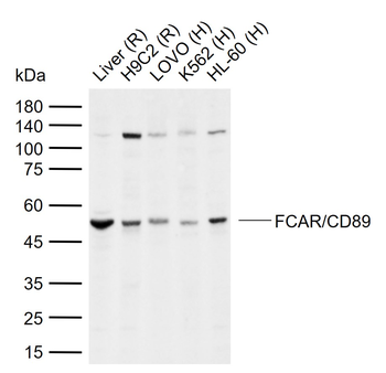 FCAR antibody