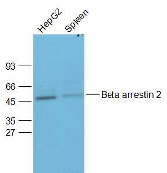 beta Arrestin 2 antibody