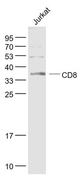 Tumor Immunity Characterization Assembly kit antibody