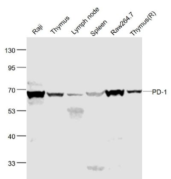 Tumor Immunity Characterization Assembly kit antibody