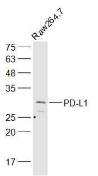 Tumor Immunity Characterization Assembly kit antibody