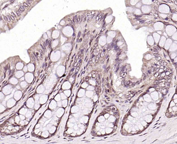 CLK2 antibody